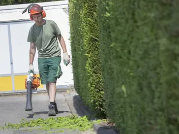 Ein Garten- & Landschaftsbau Azubi in grüner Kleidung und einem orangenen Sicherheitshelm bläst abgeschnittenes Grün einer Hecke zusammen
